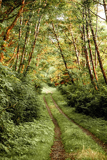 Nature, Trees, Bush, Forest, Path HD phone wallpaper