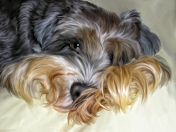 Dog, animal, fur, cute, digital art, luminos, caine HD wallpaper