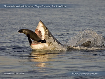 Seal For Dinner, seal, artic, shark, great white, ocean HD wallpaper