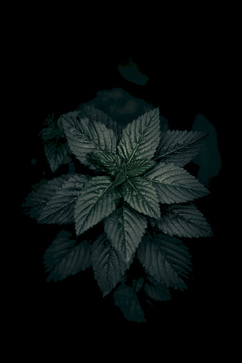 Nature, Leaves, Plant, Macro, Dark, Close-Up HD phone wallpaper