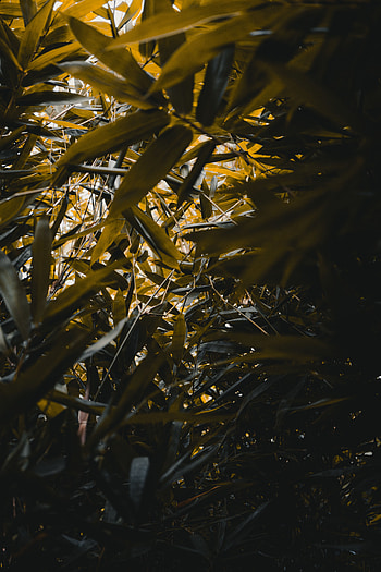 Plants, Nature, Leaves, Branches, Bamboo HD phone wallpaper