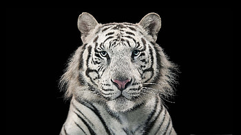 White Bengal Tiger, tiger, bengal, animal, white, black, tigru, face HD wallpaper