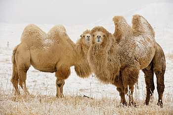 Bactrain Camel, humps, animal, camel, bactrain HD wallpaper
