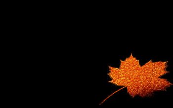 Background, Leaves HD wallpaper