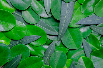 Green leaves, close up, arranged, collection HD wallpaper