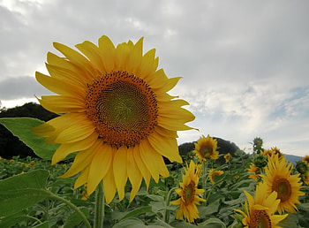 Flowers, Sunflowers, Sky, Field, Overcast, Mainly Cloudy HD wallpaper