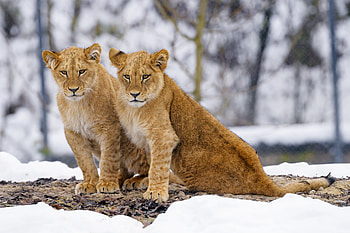 Animals, Lions, Big Cat, Wildlife, Lion Cubs HD wallpaper