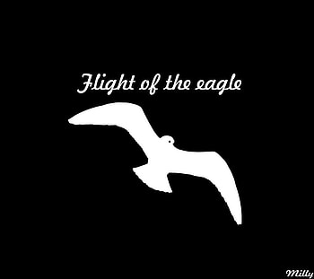 Flight of the eagle, white, fly, black, eagle HD wallpaper