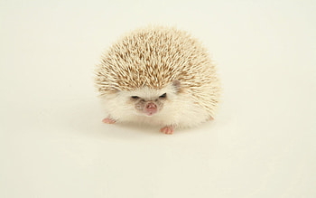 Animals, Light, Light Coloured, Prickles, Thorns, Hedgehog HD wallpaper