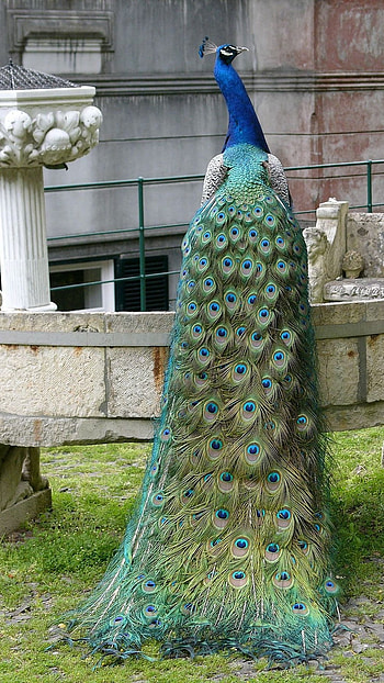 Peacock, Exotic Bird HD phone wallpaper