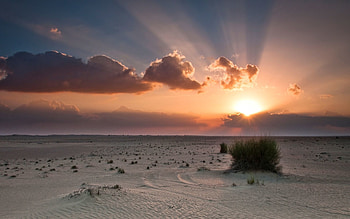Nature, Sunset, Sky, Sun, Desert, Bush HD wallpaper