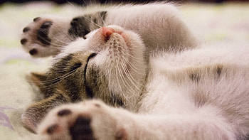 Kitten , Pet owner's dream, Fluffy little companion, Adorable feline HD wallpaper