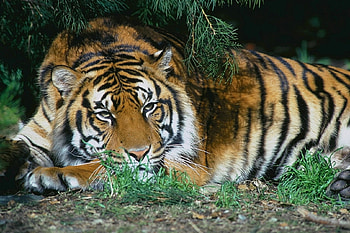 Animals, Wood, To Lie Down, Lie, Tree, Branches, Rest, Relaxation, Tiger HD wallpaper