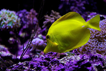 *** Yellow Fish ***, ryby, zwierzeta, morskie, glebiny HD wallpaper
