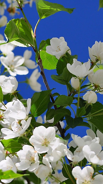 Spring Flowers, Beautiful, White Flowers HD phone wallpaper