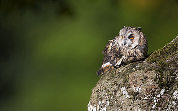 Animals, Owl, Bird, Predator, Moss, Bark HD wallpaper