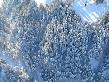 Winter, trees, forest, aerial view HD wallpaper