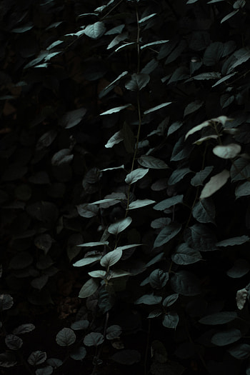 Leaves, Plant, Dark, Branches HD phone wallpaper