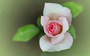 Rose, Belgium, pink, flower HD wallpaper