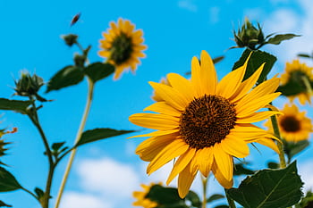 Bright sunflowers bloom under a clear blue sky, capturing the essence of summer. HD wallpaper