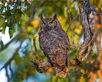 Owl, animal, leaf, nature HD wallpaper