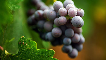 Harvest, graphy, fall, grape, autumn, nature, fruits, food HD wallpaper