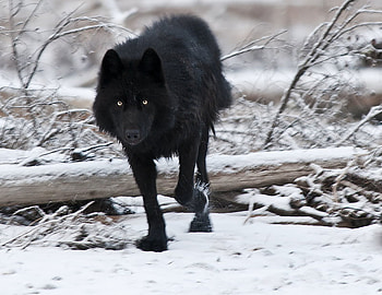 Black Wolf, stalking, scary, black, wolf HD wallpaper