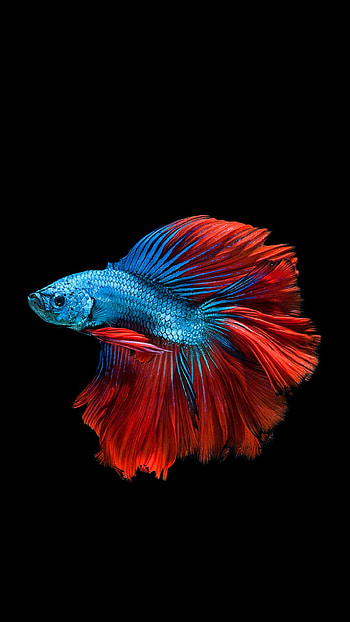 Fish Â· Fish Â· Fish ... HD phone wallpaper
