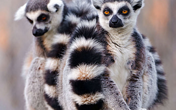 Animals, Lemurs, Couple, Pair, Tail, Embrace HD wallpaper