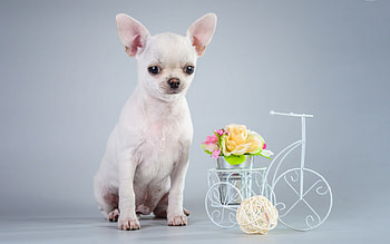 *, DOGS, ANIMALS, DOG, ANIMAL HD wallpaper