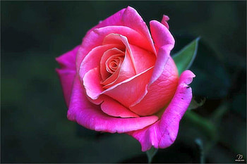 Pink Rose, rose, pink, beautiful HD wallpaper