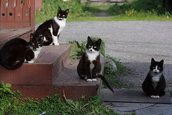 Four Cool Guys, cats, graphy, animals, green HD wallpaper