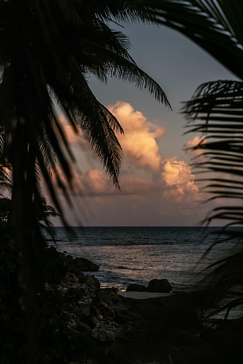 Nature, Sea, Twilight, Palms, Shore, Bank, Branches, Dusk HD phone wallpaper