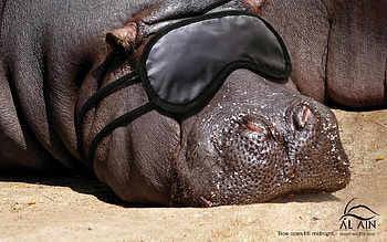 Sleepy Hippo, animal, hippopotamus, eye mask, sleeping HD wallpaper