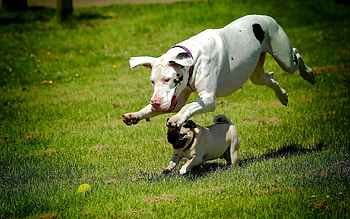 PLAY TIME, dogs, two, play, field HD wallpaper