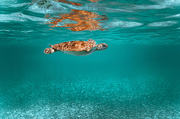 Animals, Water, Animal, Underwater World, Turtle HD wallpaper
