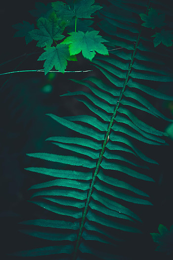 Leaves, Macro, Dark, Branch HD phone wallpaper