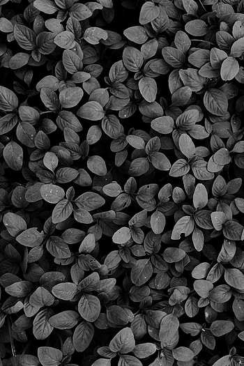 Plants, Leaves, Dark, Bw, Chb HD phone wallpaper