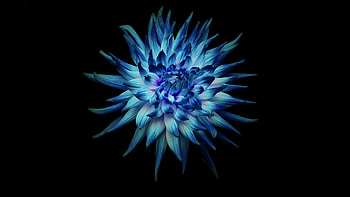 Flower in Dark background HD wallpaper