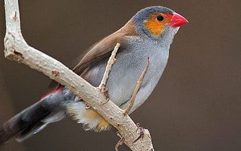 Animals, Bird, Beak, Branch HD wallpaper