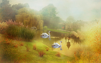 Animals, Swans HD wallpaper