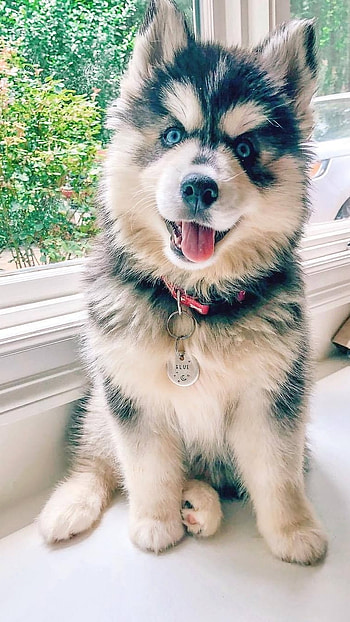Husky Dog, Cute Puppy HD phone wallpaper