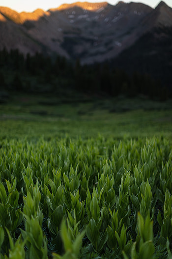 Plants, Nature, Grass, Mountains, Leaves HD phone wallpaper
