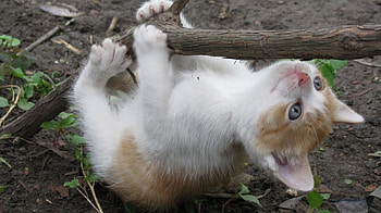 doing daily exercises, kitten, exercising, cute, cat, adorable HD wallpaper