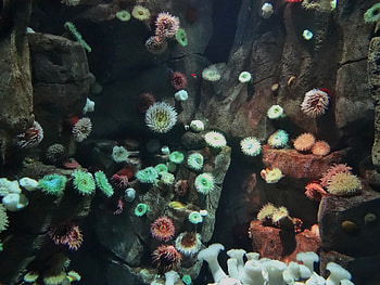 Ripleys Aquarium Toronto On, floral, sea, water, aquarium HD wallpaper
