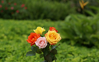 Colors of Roses, colors, beautiful, roses HD wallpaper