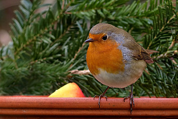 Spruce, Robin (Bird) HD wallpaper