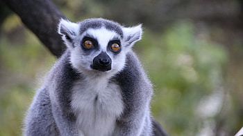 animal , Lemur diversity, Captivating creatures, Incredible visuals HD wallpaper