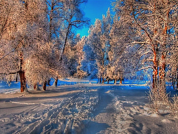 Shades of winter, blue, snow, trees, sky, forest HD wallpaper