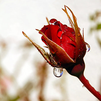 rose, drops, beautiful, red HD wallpaper
